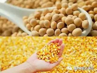 大豆补贴政策最新消息及其深远影响分析